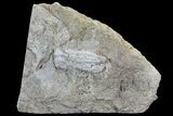 Fossil Crinoid (Phanocrinus) in Rock - Alabama #69061-1